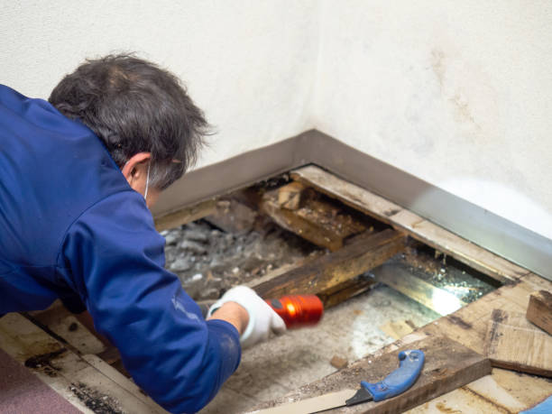 Mold Testing and Removal in San Clemente, CA