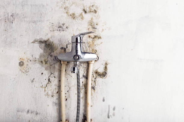 Best Emergency Mold Removal  in San Clemente, CA