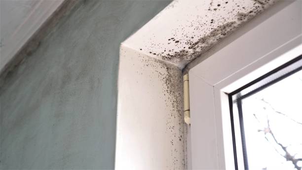 Best Black Mold Removal  in San Clemente, CA