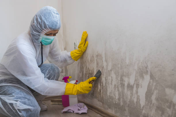 Best Residential Mold Removal  in San Clemente, CA