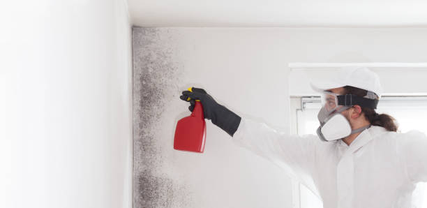 Best Mold Removal Specialists  in San Clemente, CA