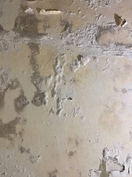 Best Affordable Mold Removal  in San Clemente, CA