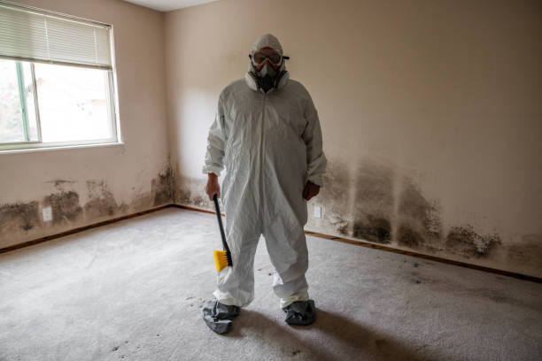 Professional Mold Removal in San Clemente, CA