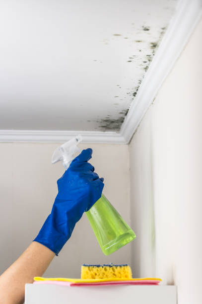 Best Mold Damage Repair  in San Clemente, CA
