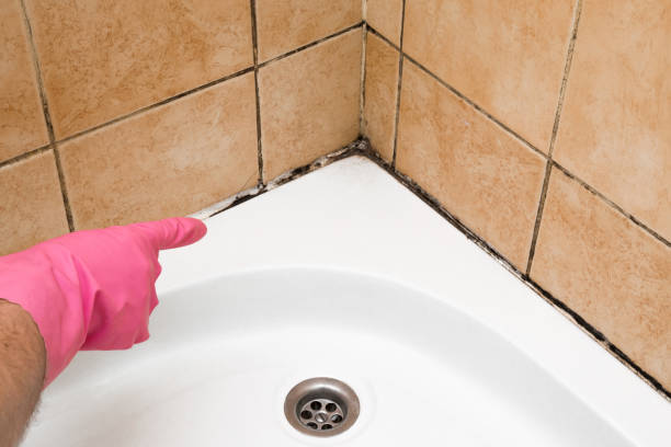 Best Mold Testing and Removal  in San Clemente, CA