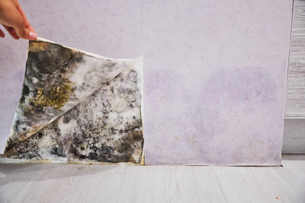 Best Certified Mold Removal  in San Clemente, CA